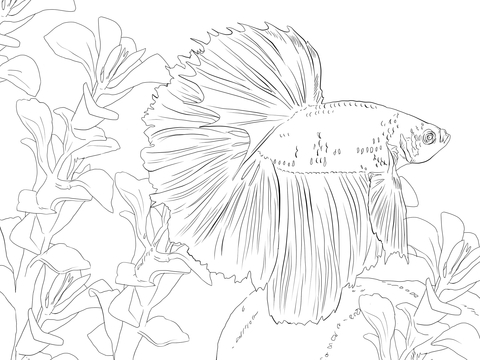 Betta Fish Coloring Page